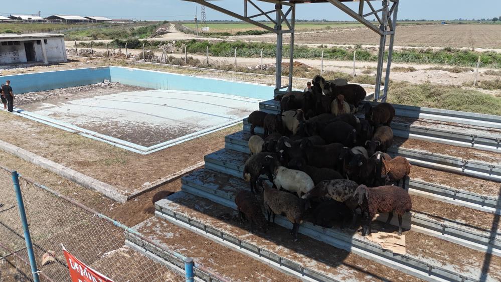 Havuz çürümeye terk edildi, çocuklar kanallarda boğuluyor