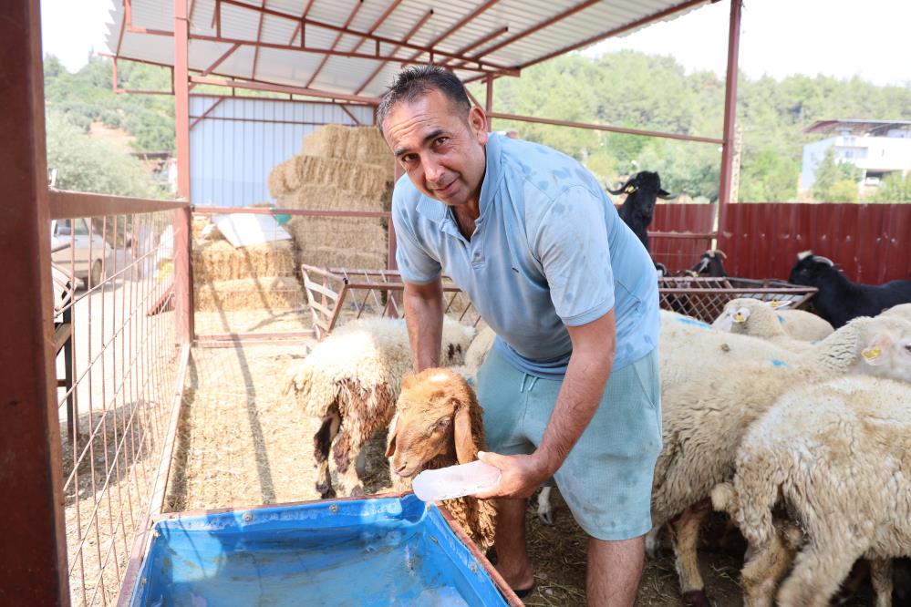 42 derece sıcaklıkta koyunları buzlu ve soğuk suyla serinletiyor