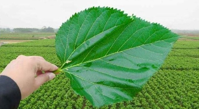 Dut yaprağının mucizevi faydaları!