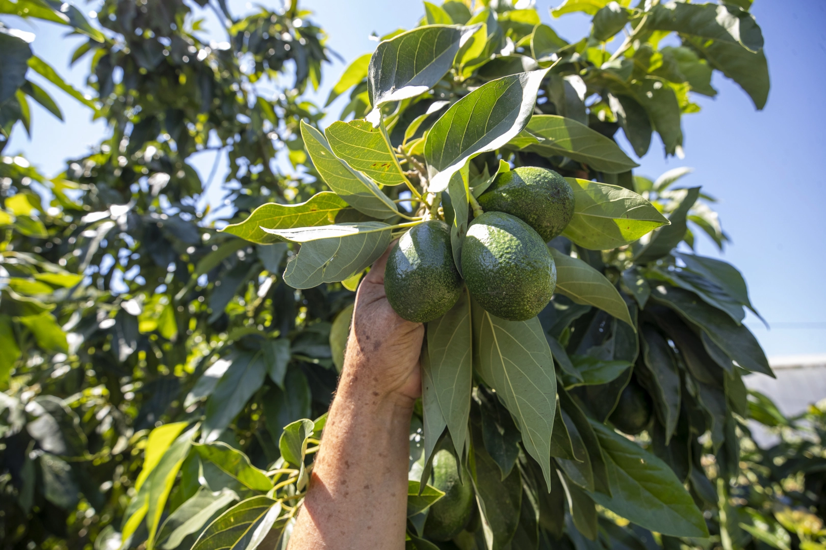 Avokado Üreticilerinin Yüzü İlk Hasatla Güldü