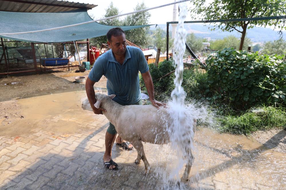 42 derece sıcaklıkta koyunları buzlu ve soğuk suyla serinletiyor