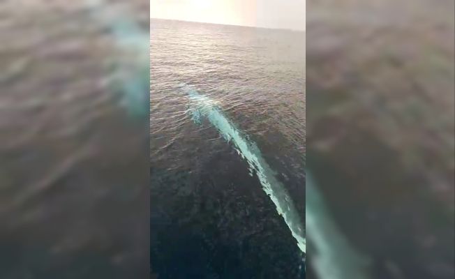 Akdeniz’de 15 metrelik oluklu balina görüntülendi