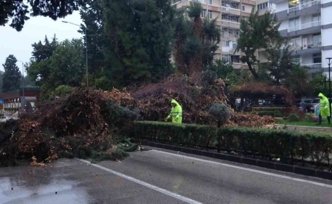 Rüzgar ve yağmur çam ağacını kökünden söktü