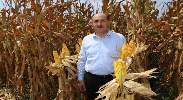 Çukurova’da mısır hasadı başladı