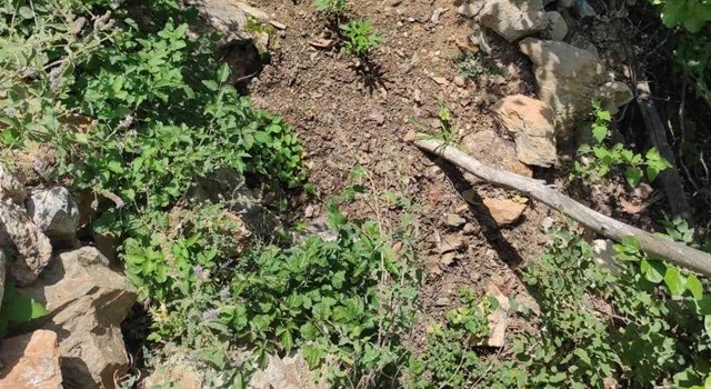 Feke’de kenevir operasyonu