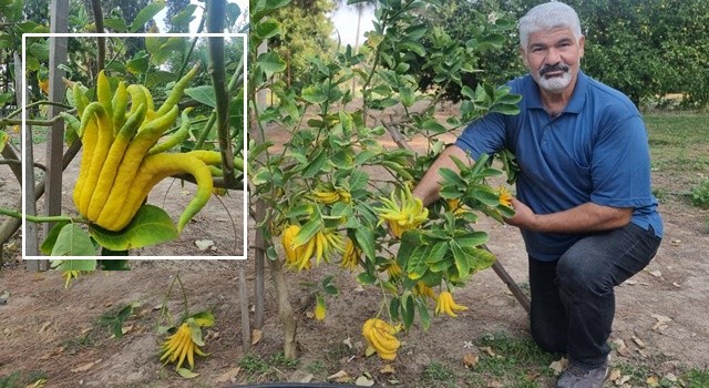 Parmaklı narenciye şaşkına çeviriyor