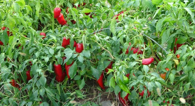 Salçalık biber 5 TL’ye kadar düştü | Markette 30 Lira