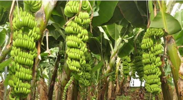 Muz, Mango, Avakado üretimi yasaklanıyor mu?