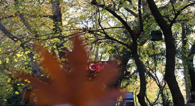 Dağılcak Tabiat Parkı’nda asırlık çınarlar görsel şölen oluşturdu