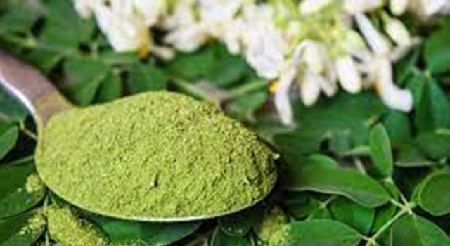 Moringa çayının faydaları | Her derde deva | Bir ölüme çaresi yok!