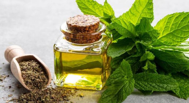 Nane yağının bilimsel 15 faydası