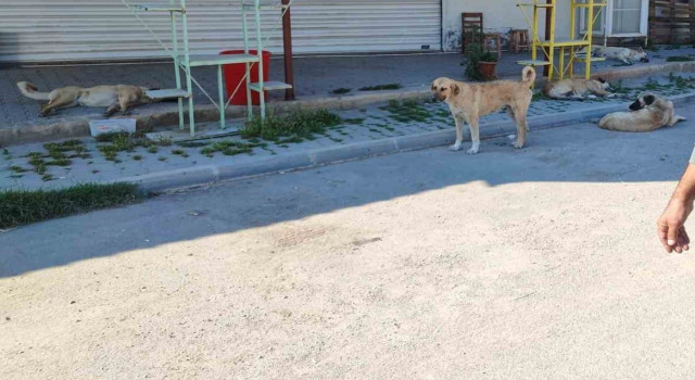Sarıçam'da sokak köpekleri terörü isyan ettirdi