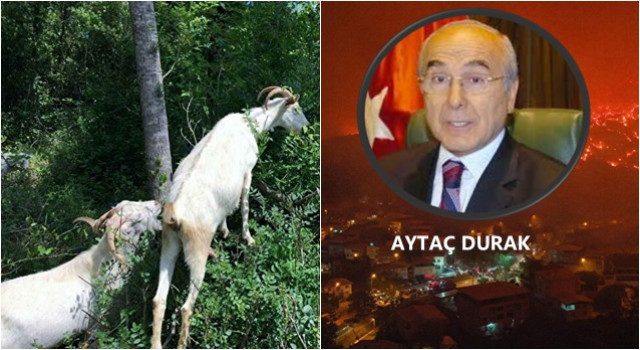 Durak'ın 'Keçi İnadı' nelere mâl oldu