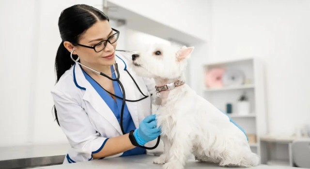 Sakarya Veteriner İle Evcil Dostlarınız İçin Doğal Bakım Ve Destekleyici Tedaviler