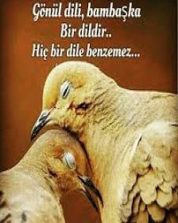 Gönül Dili