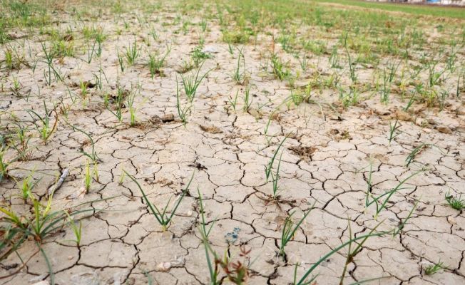 Adana’da son 92 yılın en kurak kışı yaşanıyor