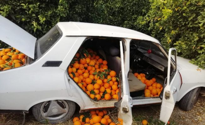 Bir otomobil dolusu portakalı çalamadan kaçtı