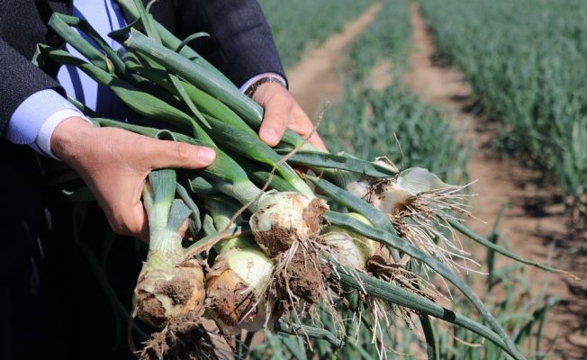 Soğan hasadı yaklaşıyor üretici pazar bulamama korkusu yaşıyor