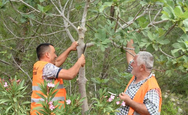 Karaisalı’da yabani incir ağaçları aşılanıyor
