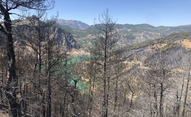 Adana’da 4 bin 150 hektar orman alanı zarar gördü