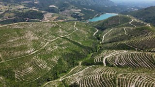 Kozan ormanları küllerinden yeniden doğdu