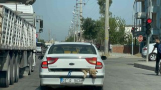 40 derece sıcakta köpeği bagajda taşıdı