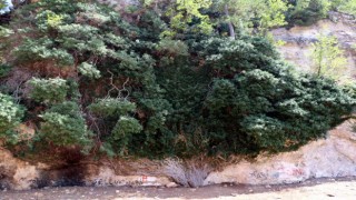 4 bin yıllık dev sarmaşık zamana direniyor