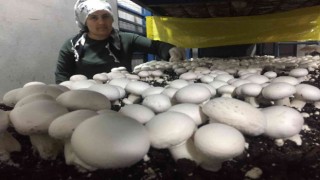 Evinin ardiyesinde mantar üretiyor siparişlere yetişemiyor