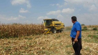 Çukurova’da mısır hasadı başladı