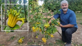 Parmaklı narenciye şaşkına çeviriyor