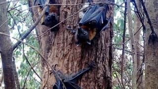 Kozan'ı dev yarasalar sardı: Korkutan görüntüler!