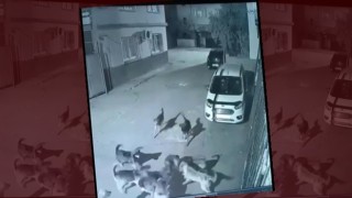 SOKAK KÖPEKLERİ DEHŞET SAÇTI! YENİ BİR FELAKET Mİ BEKLİYORSUNUZ?