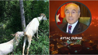 Durak'ın 'Keçi İnadı' nelere mâl oldu