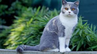 Kedi Irkları Rehberi: Hangi Kedi Sizin İçin Uygun?