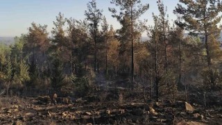 Sarıçam ve Karaisalı'da çıkan orman yangınları söndürüldü