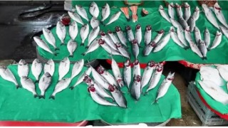 Market Zincirinde Skandal İddia: Çöpe Giden Balıklar El Altından Satılıyor