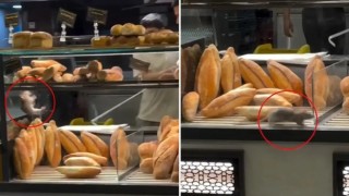 Fırında mide bulandıran görüntü