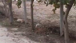 Adana’da DSİ’den Tepki Çeken Uygulama: TOKİ Konutlarının Yolu Tel Örgüyle Kapatıldı